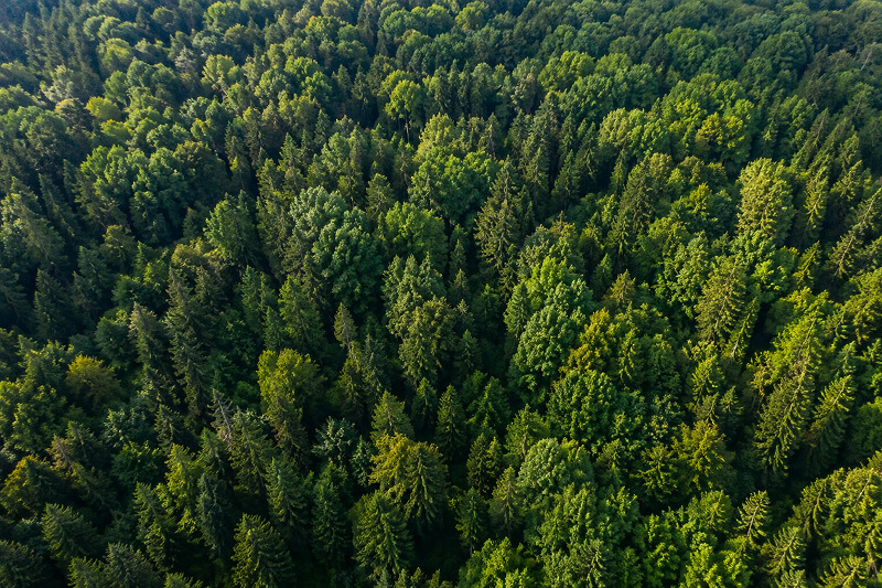 foret